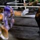 Candice LeRae Injured During WarGames Match (w/Video)