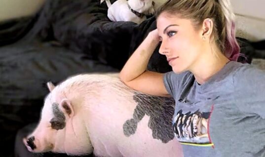 Alexa Bliss Shares Happy Personal News