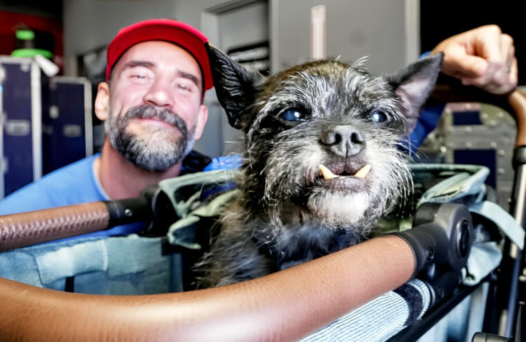 CM Punk’s Dog Larry Is Now Available To Buy As A Plush Toy