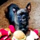CM Punk Shares Photograph Of His Beloved Dog Larry’s Shrine