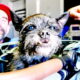CM Punk’s New Tattoo Is A Permanent Tribute To His Beloved Dog Larry (w/Photo)